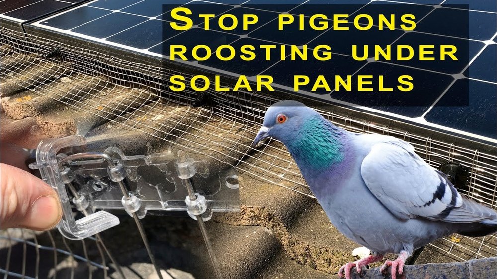 how to get rid of pigeons from under solar panels.jpg